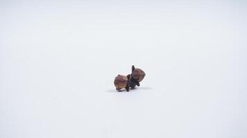 Two Dried Clove Isolated on White Background photo