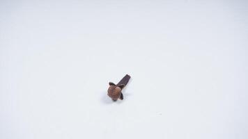 Single Clove Spice Isolated on White Background photo