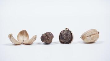 Set of White Cardamom Skin, Seeds, Peeled, and Whole photo