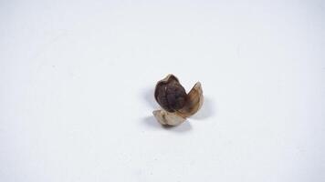 A Peeled Dried Cardamom with Exposed Seeds on White Background photo