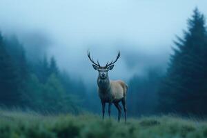beautiful male deer stands in a foggy forest clearing photo