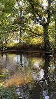 Tranquil forest stream under dappled sunlight with gentle ripples reflecting trees video