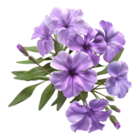 Purple flowers on a transparent background png