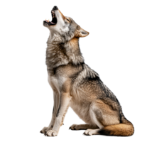 Wolf howling on transparent background png