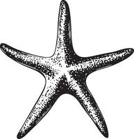 Starfish icon in black style. vector