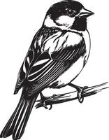 Black illustration of a sparrow in outline style. vector