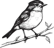 Black illustration of a robin in outline style. vector