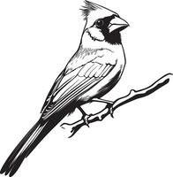 Black illustration of a cardinal bird in outline style. vector