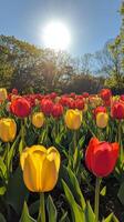 A field of red, yellow and white tulips photo