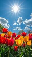Colorful tulips in the sun with blue sky photo
