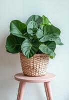Potted plant with large green leaves placed on a light pink stool against a plain background photo