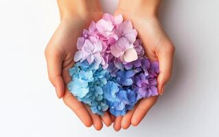 Hands holding a vibrant collection of colorful hydrangea petals in soft hues photo
