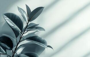 Soft shadows fall on a leafy plant against a light wall during morning light photo