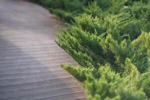 Deserted summer park with trimmed thuja bushes and wooden path for walking or morning jogging photo