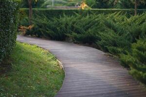 Deserted summer park with trimmed thuja bushes and wooden path for walking or morning jogging photo