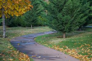 Picturesque autumn nature park with wooden curving path with puddles and with trimmed thuja bushes photo