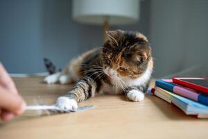 Lazy cat caught feather from hand, playfully pinning it down. Feline instincts, playful behavior photo