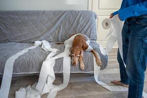 Sad guilty dog lying on sofa after unwound torn paper, woman chastises for mess throughout room photo