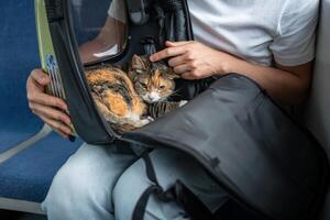 Man check cat comfort in travel friendly pet backpack on train journey. Stressed animal in carrier photo