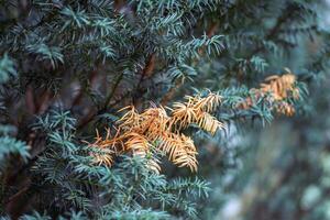 Branches of yew tree adorned with yellow needles in forest or park in autumn. Season evergreen tree photo