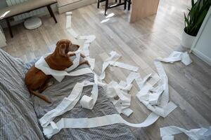 Top view of dog lying on couch after make mess in living room by unwrapping toilet paper home alone photo