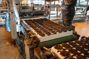 Pot pallets automatically fill with peat mixture to maximize grow potential. Smart seed germination photo