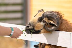 A man feeds a brown cameroonian sheep grass in a petting zoo. Be closer to animals and nature. Close up photo