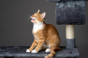 Ginger domestic meowing cat sitting on cat tower. Pet house, tree with scratching posts. photo