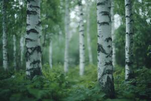 Birch trees growing in lush green forest environment photo