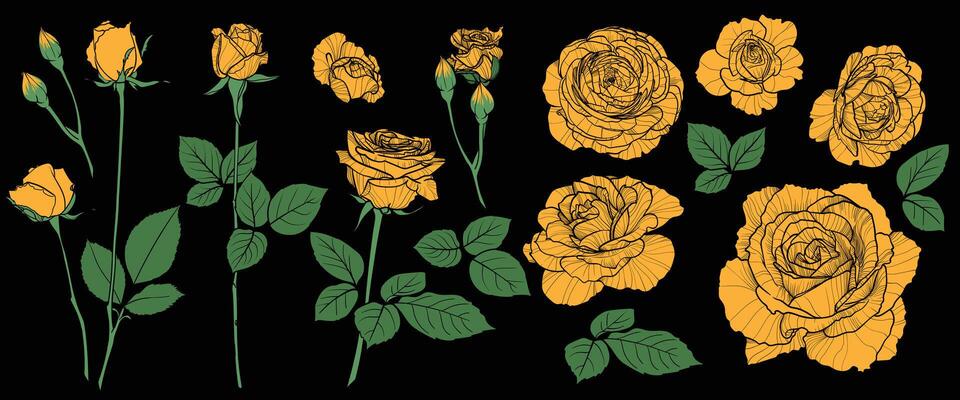 hand drawn yellow roses on a black background. These roses have a black outline and yellow and green blooms, buds and leaves.