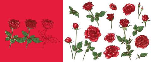 hand drawn roses with bloom, buds, branch and leaves. Easy to edit, lines and colors in separate in groups. vector
