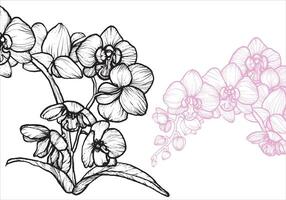 Orchid flower with a white and pink colors. Pink orchid on the background to create an elegant design. Easy to edit, ready to use. vector