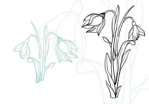 Sensitive snowdrop in light turquoise and white. Hand drawn outlines of this flower can be easily edited or used as they are in both print and online projects. vector
