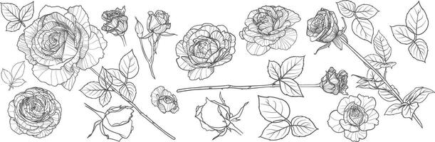 outline roses blossoms and leaves. Outlines separate from fills. The font used is Amita. Detailed hand drawn roses, beautiful and elegant flowers for online and print projects. vector
