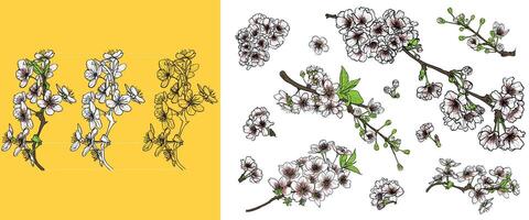 cherry blossoms branches and blooms. Easy to edit, lines and colors in separate in groups. Colorful spring flowers on a yellow and white background. Outline is separate from the fill. vector