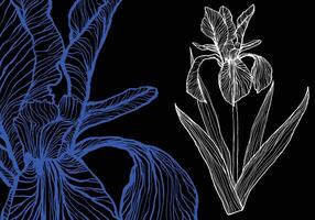 Electric blue iris hand drawn in white and blue on a black background. Ready to be used, the file is easy to be edited. vector