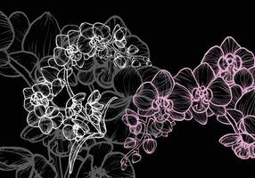 Orchid flower with a white and pink colors. Dark gray orchid on the background to create an elegant design. Easy to edit, ready to use. vector