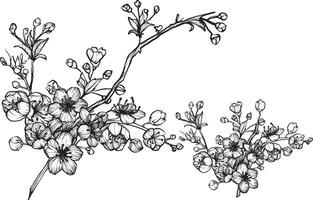 Beautiful cherry blossoms filled with details in black on a white background. Hand drawn outline ready to be used, easily edited, for both print and online projects. vector