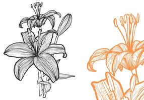 Tiger lily flower, format, hand drawn outline. Easy to edit, ready to use. A mix between an orange and a black flower on a white background. vector