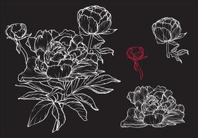 Botanical illustration with peonies. Bloom, buds and petals in a white and red color palette on a black background. Easy to edit, ready to use. vector