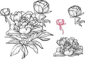 Botanical illustration with peonies. Bloom, buds and petals in a black and red color palette on a black background. Easy to edit, ready to use. vector