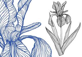 Blue iris hand drawn in white and blue on a black background. Ready to be used, the file is easy to be edited. vector