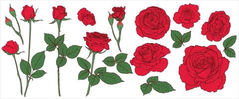 hand drawn roses with bloom, buds, branch and leaves. Easy to edit, lines and colors in separate in groups. Outlines and fills are separate. vector