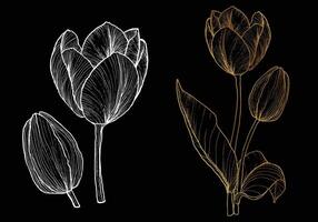 Elegant tulip. Hand drawn golden tulip with a white flower and bud on a dark background. Easy to edit, ready to use. vector