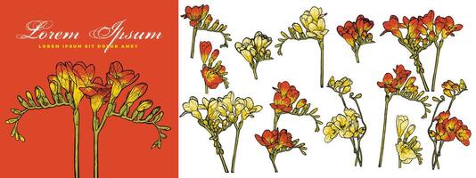 Hand drawn line art freesia bundle for online and print materials. vector