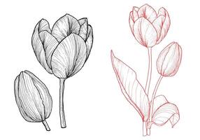 tulip hand drawn outline on white background. Black and coral flower for print and online designs. Easy to edit, ready to use. vector