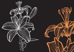 Tiger lily flower, format, hand drawn outline. Easy to edit, ready to use. A mix between an orange and a white flower on a dark background. vector