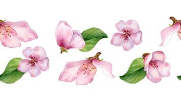 Pink flowers of peach tree watercolor on seamless banner isolated. Fruit tree floral branches hand drawn. Red white blossom in botanical sketch style. Design element for print, textile. vector