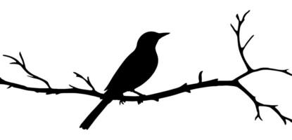 Bird on tree branch silhouette vector