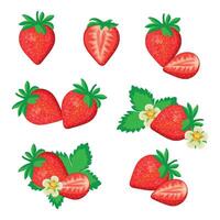 Set of strawberries isolated on white background. Sweet red strawberries in various styles.Set of whole,half strawberries with leaves and flowers. vector